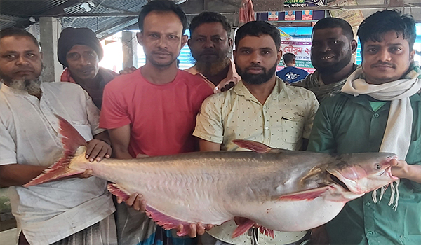 ফরিদপুরের চর ভদ্রাসনে পদ্মায় জেলেদের জালে মিললো ২৬ কেজি ওজনের পাঙ্গাস