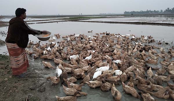 চলনবিলের পথে পথে ভাসমান হাঁসের খামার