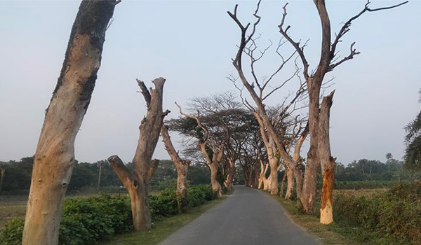 তালা-পাটকেলঘাটা সড়কের শুকনো গাছ এখন মরণ ফাঁদ!