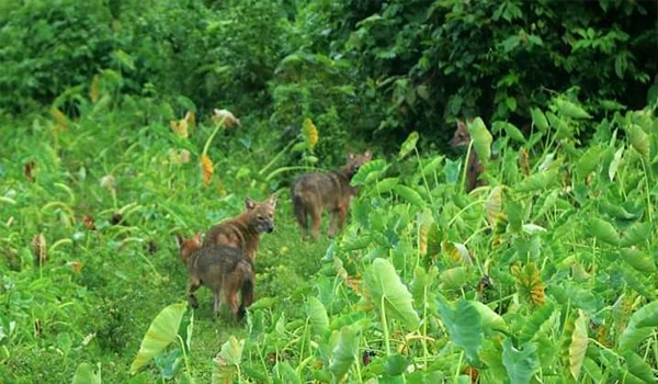 শাজাহানপুরে শিয়াল আতঙ্কে ফুলকোর্ট গ্রাম