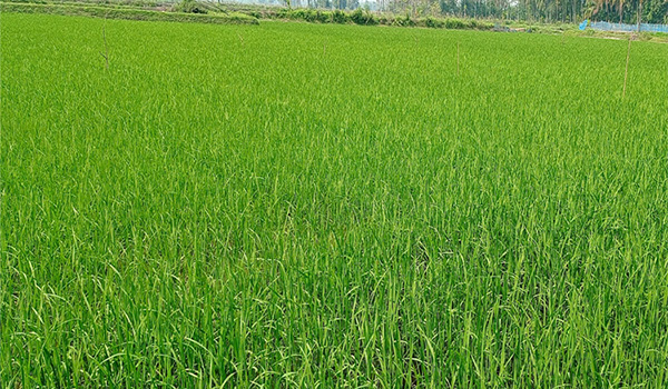 বোরো মৌসুমে বাগেরহাটে ৩০ হাজার একর জমিতে ধান চাষ