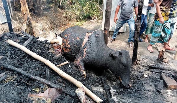 শেরপুরে অগ্নিকাণ্ডে কৃষকের ৩ বসতঘর পুড়ে ছাই