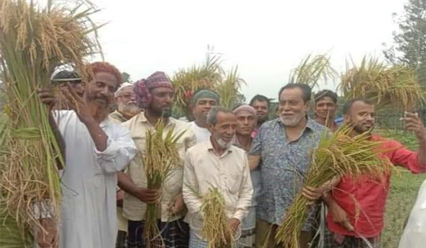 কুলিয়ারচরে ধান কাটা উৎসাহিত করতে মাঠে বিএনপি'র নেতৃবৃন্দ