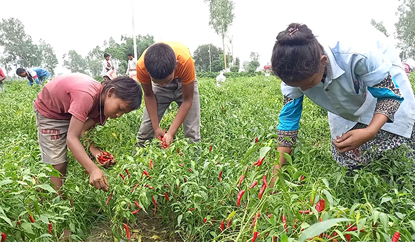 ঠাকুরগাঁওয়ে মরিচ তোলার শ্রমিক সংকট, মাঠে শিক্ষার্থীরা