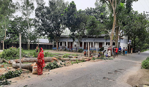 বিদ্যালয়ের লক্ষাধিক টাকার গাছ কেটে নিলেন আ.লীগ সভাপতি