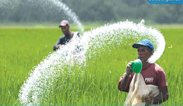 সারের দাম বাড়তি, কৃষকের চোখে অন্ধকার