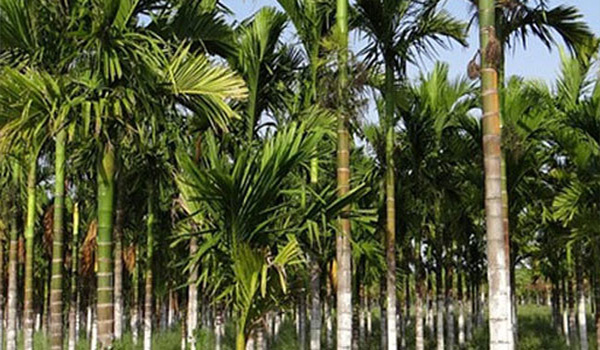 ভোলায় যুবদল নেতার পৈতৃক বাগানের সুপারি লুটে আ'লীগ নেতার বিরুদ্ধে অভিযোগ