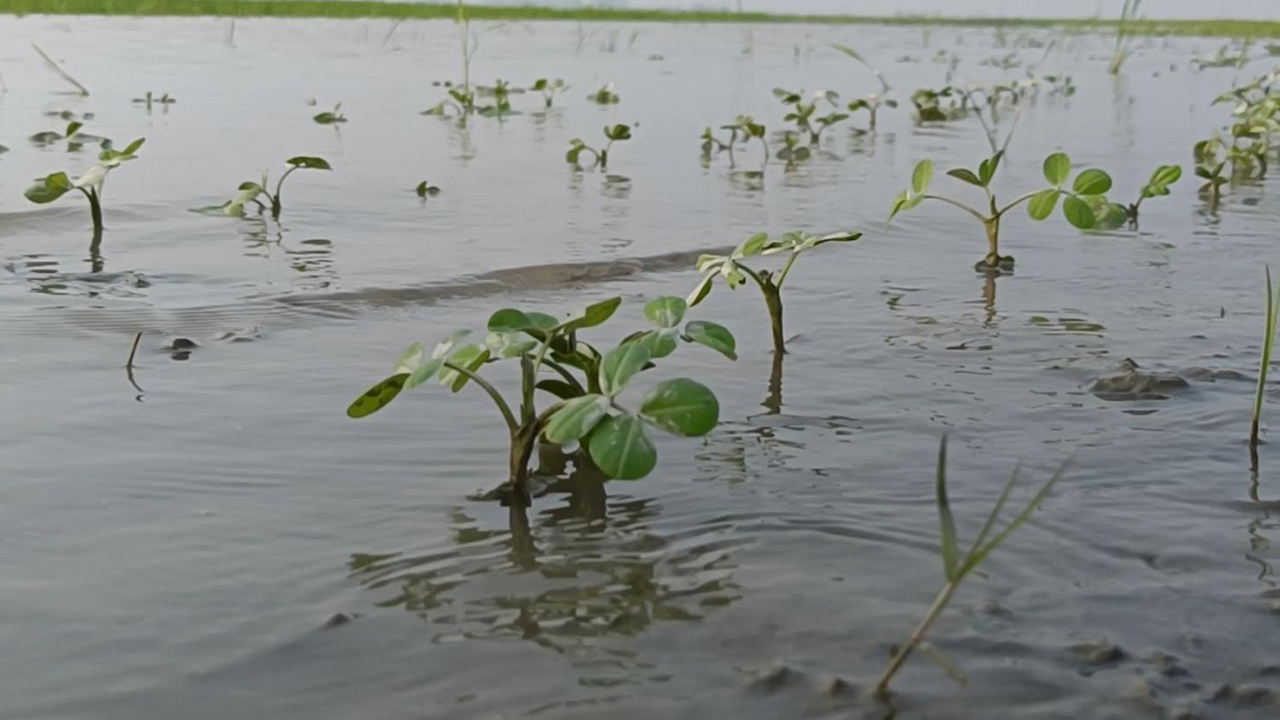 কুড়িগ্রামে তৃতীয় দফা বন্যা; কৃষিতে ২৭ কোটি টাকার ক্ষতি