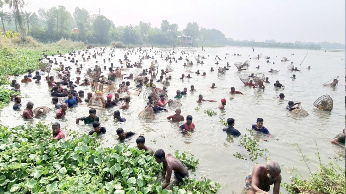 ‘পলো উৎসবে’ মেতেছে চলনবিলের মানুষ