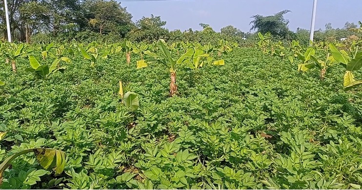 নীলফামারীতে বেড়েছে কলা ও সাথী ফসলের চাষ