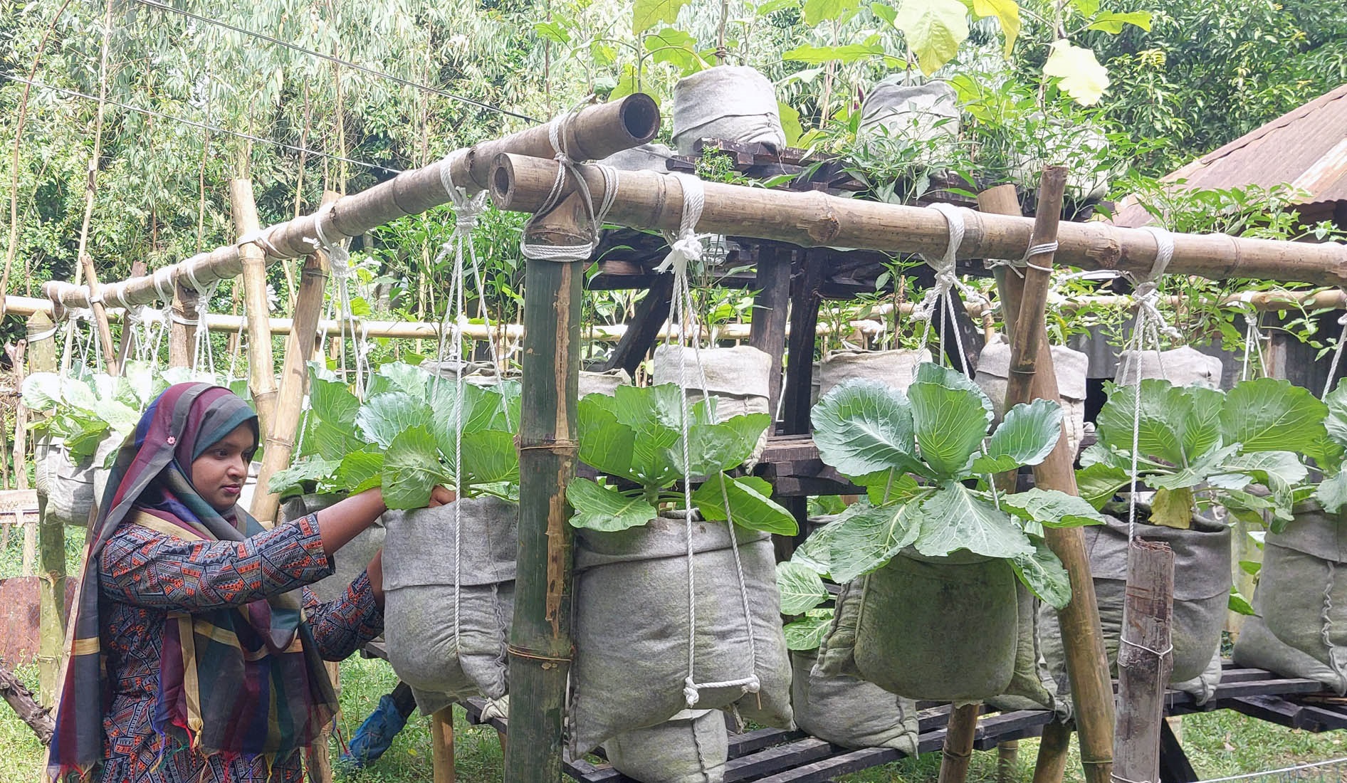 ঝুলন্ত সবজিবাগানে সফলতার স্বপ্ন বুনছেন কৃষি উদ্যোক্তা ‘পলি’