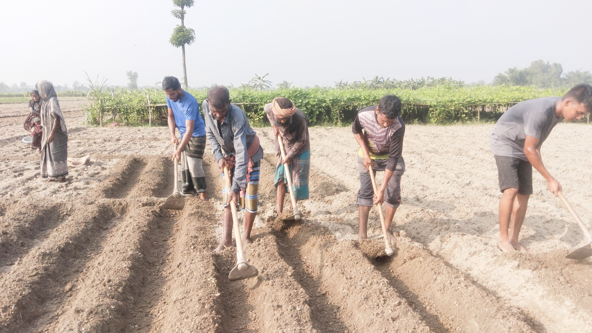 পাঁচবিবিতে আগাম আলু রোপণে ব্যস্ত কৃষক