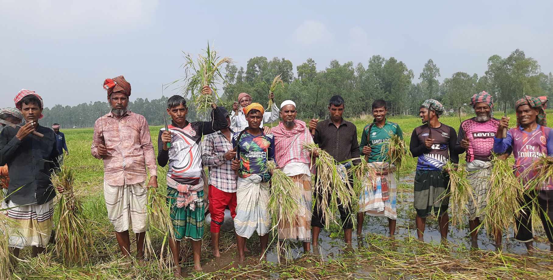 চলনবিলে আগাম জাতের আমন ধান কাটার ধুম