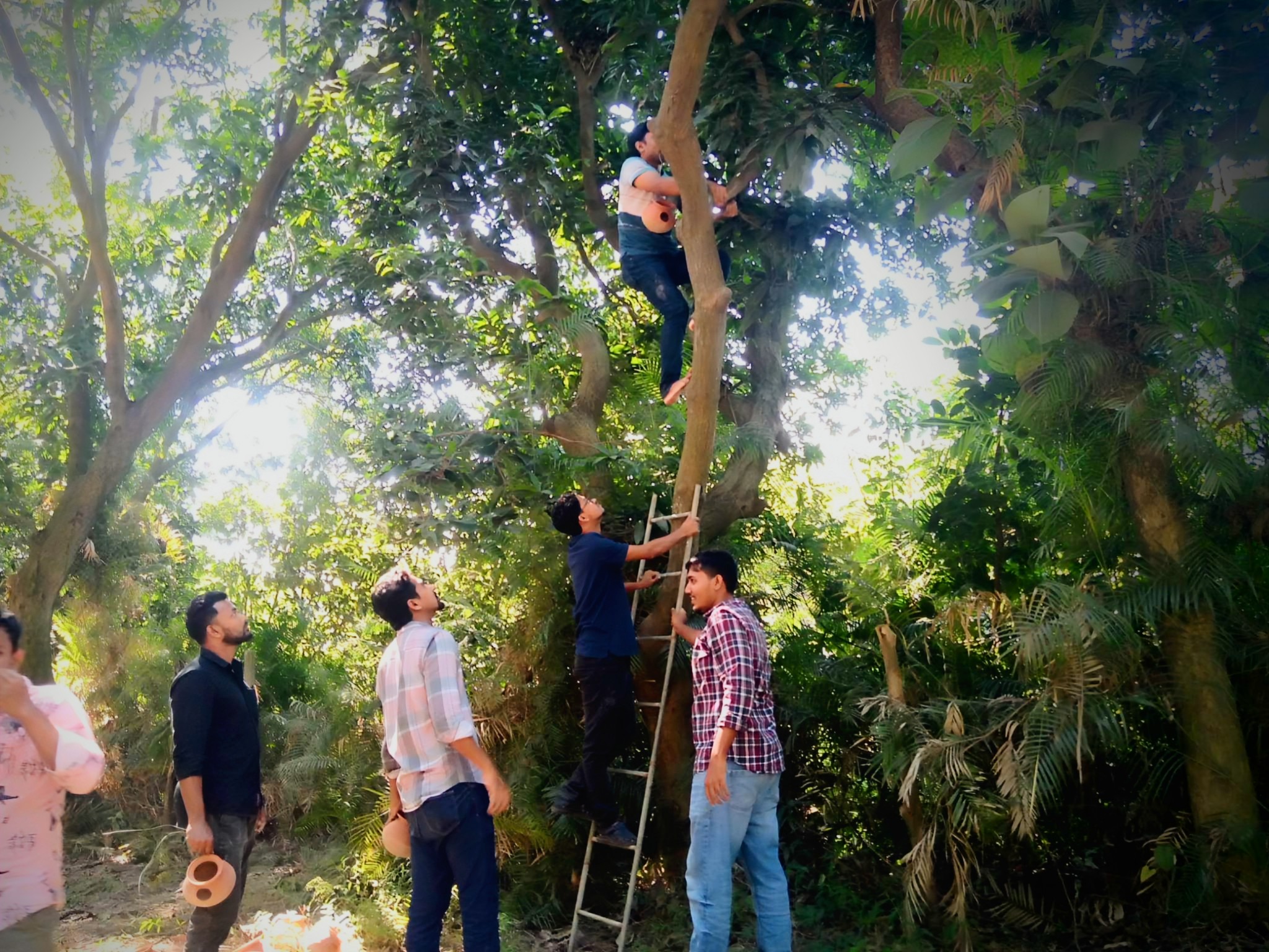 জাবি ক্যাম্পাসে পাখিদের বাড়ি বানিয়ে দিলো ছাত্রদল