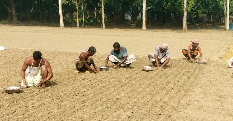 পাবনায় সারের ‘কৃত্রিম সংকট’: বস্তাপ্রতি দাম বেড়েছে ৭০০-৮০০ টাকা