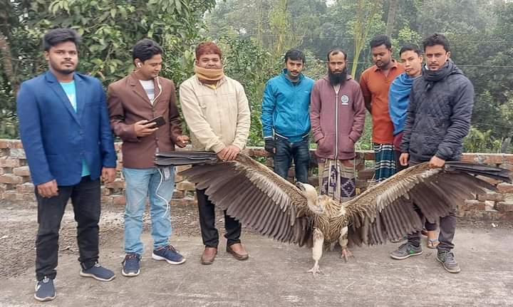 সিরাজগঞ্জ সলংগা থেকে শুকুন উদ্ধার