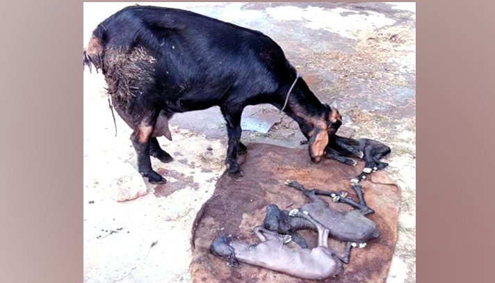 ছাগলের গর্ভে মহিষের বাচ্চা