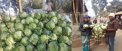 বাঁধাকপি ও ফুলকপি জোড়া ৫ টাকা, ক্রেতা না থাকায় বিপাকে চাষিরা